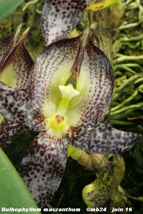 Bulbophyllum macranthum Bulbop23