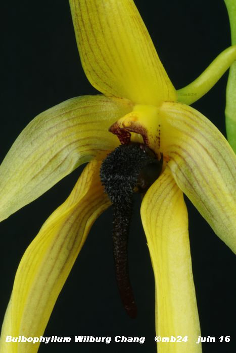 Bulbophyllum Wilbur Chang   Bulbop26