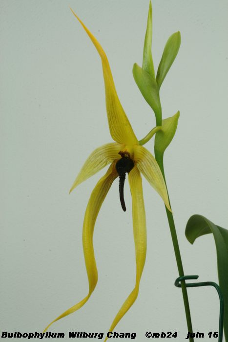 Bulbophyllum Wilbur Chang   Bulbop28