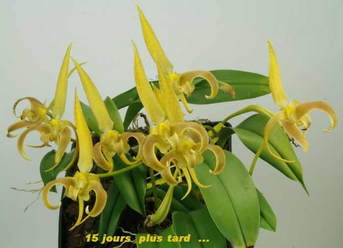 Bulbophyllum lobbii Bulbop29