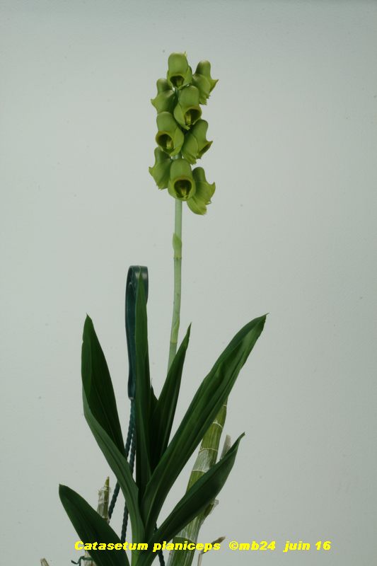 Catasetum planiceps Catase11