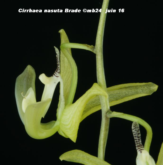 Cirrhaea nasuta Cirrha10