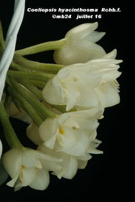 Coeliopsis hyacinthosma Coelio11