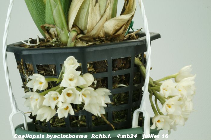 Coeliopsis hyacinthosma Coelio12