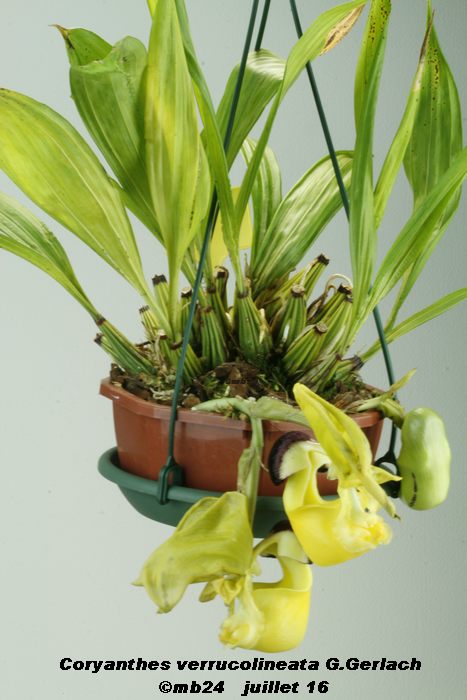 Coryanthes verrucolineata Coryan16