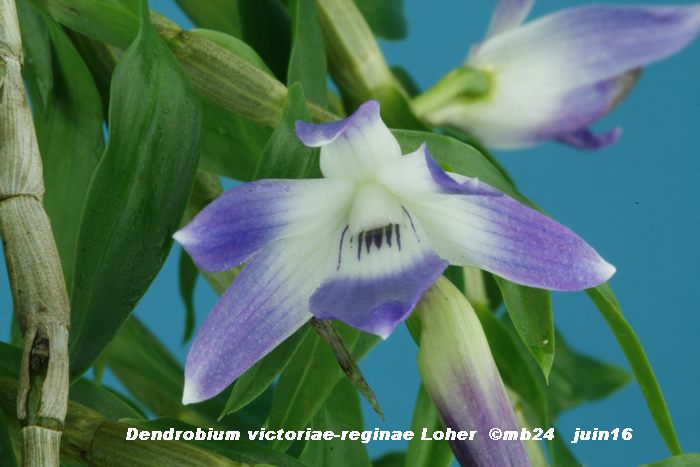 Dendrobium victoriae-reginae  Dendro12