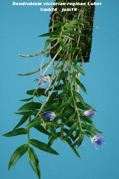 Dendrobium victoriae-reginae  Dendro13