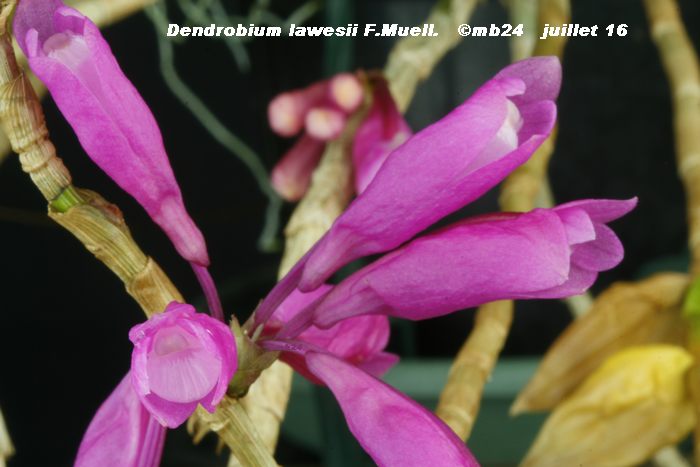 Dendrobium lawesii Dendro14