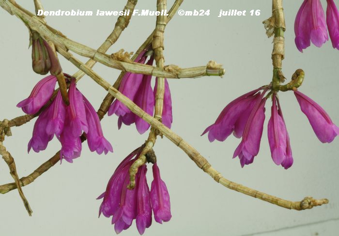 Dendrobium lawesii Dendro16