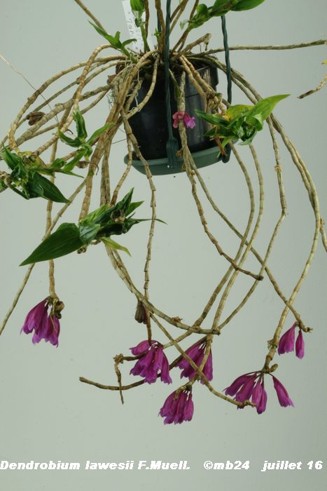 Dendrobium lawesii Dendro17