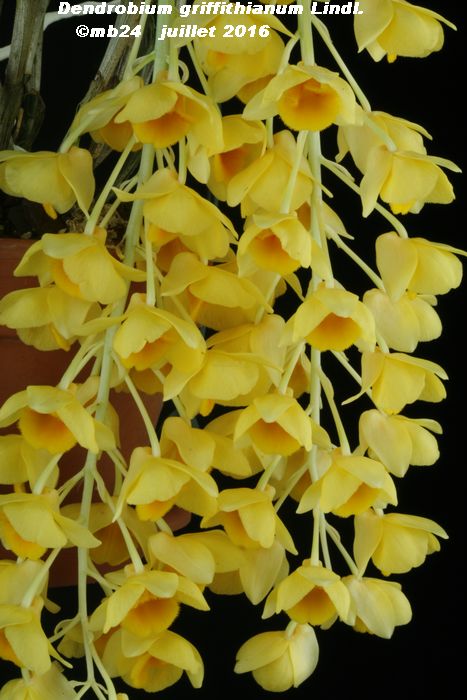 Dendrobium griffithianum Dendro18