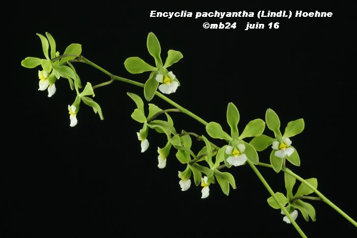 Encyclia pachyantha Encycl10