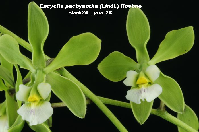 Encyclia pachyantha Encycl11