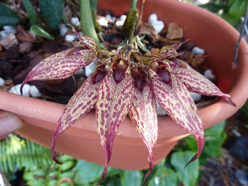 Bulbophyllum mais lequel? Frosti10