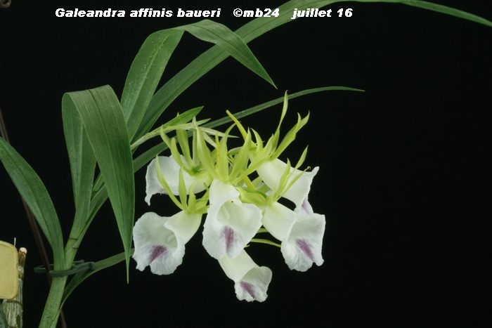 Galeandra affinis baueri = blanchetii  Galean13