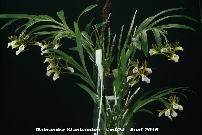 Galeandra Stanbaudon  (stangeana x baueri) Galean15