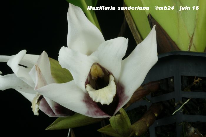Maxillaria sanderiana Maxill12