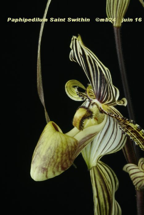 Paphiopedilum Saint Swithin Paphio15