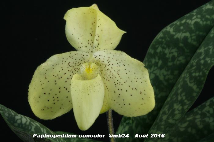 Paphiopedilum concolor Paphio20