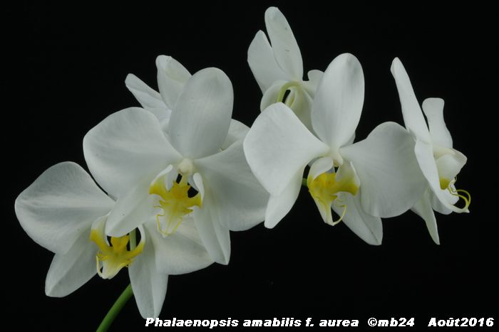 Phalaenopsis amabilis f. aurea Phalae19