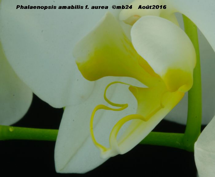 Phalaenopsis amabilis f. aurea Phalae20
