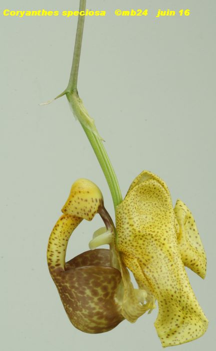 Coryanthes speciosa Specio10