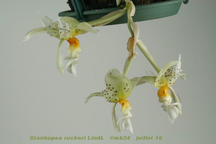 Stanhopea ruckeri Stanho12