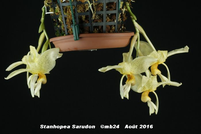 Stanhopea Sarudon (saccata x ruckeri) Stanho37