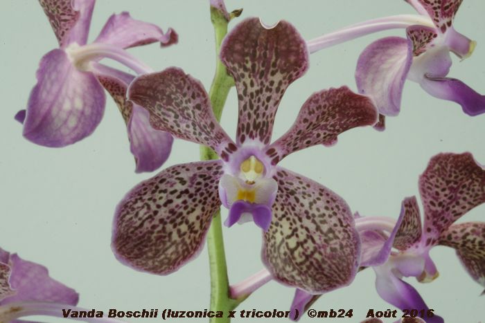 Vanda Boschii (luzonica x tricolor) Vanda_15