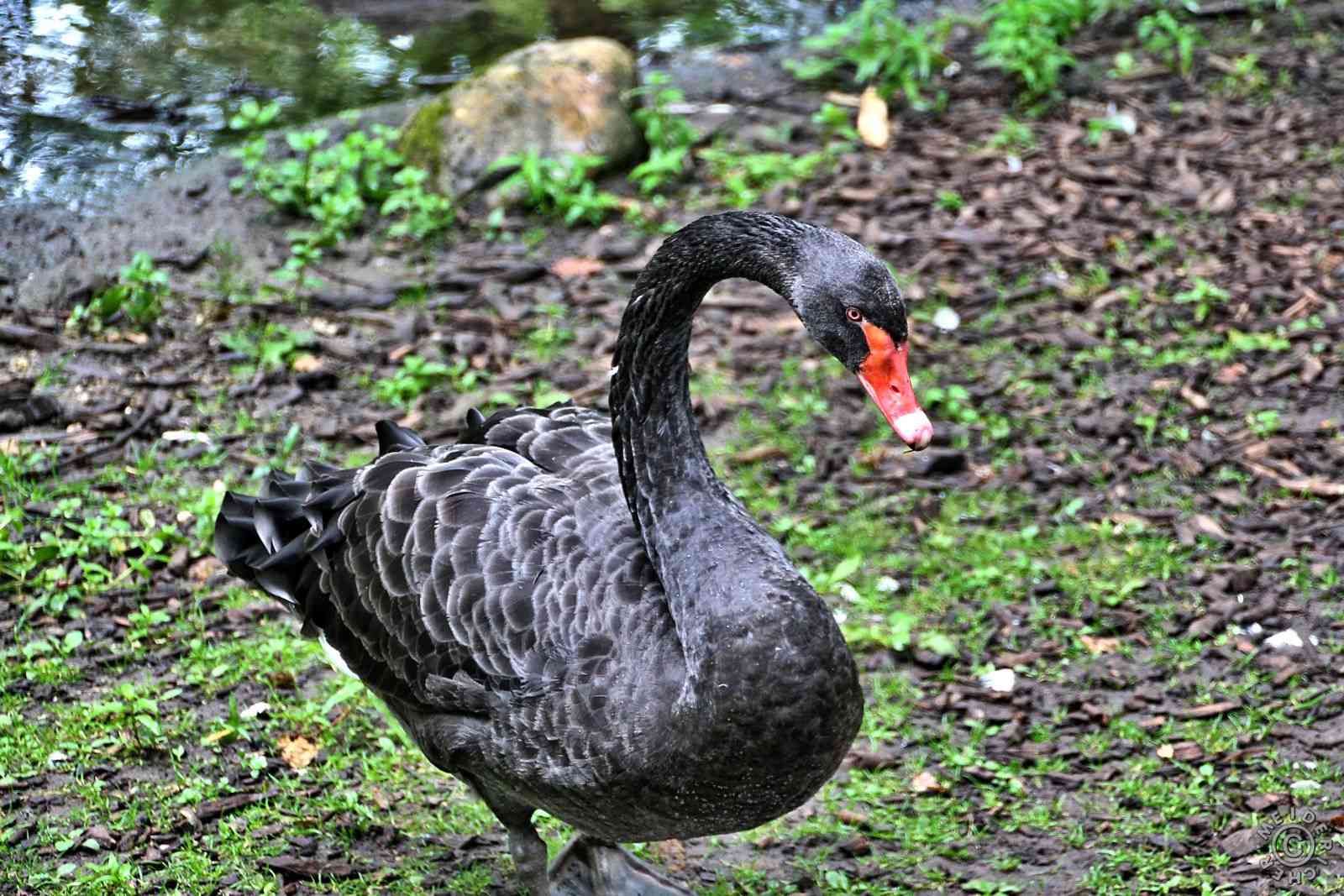 Kaisergarten Oberhausen 912