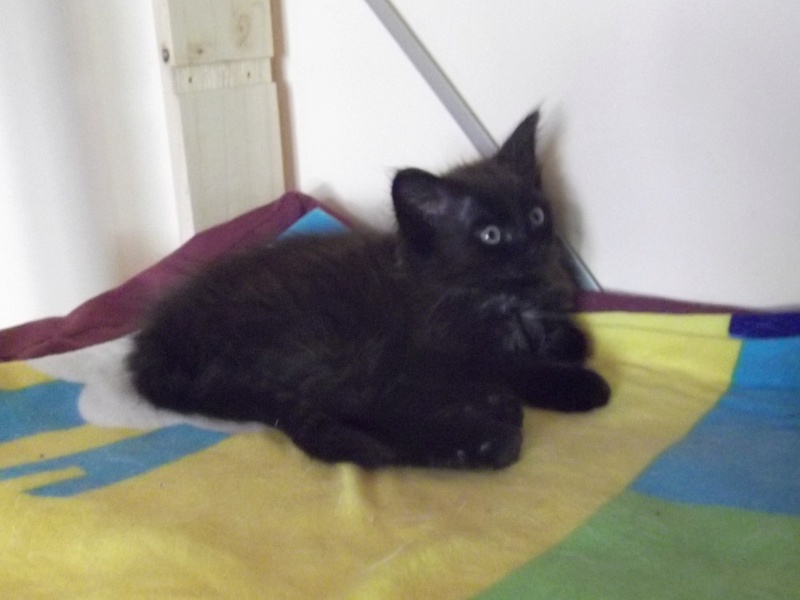 miyuki - MIYUKI  chaton mâle noir avec reflets chocolat poils longs, type européen , né en Mai 2016 00811