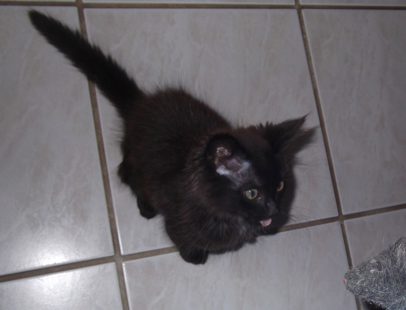 MIYUKI  chaton mâle noir avec reflets chocolat poils longs, type européen , né en Mai 2016 Dscf4210