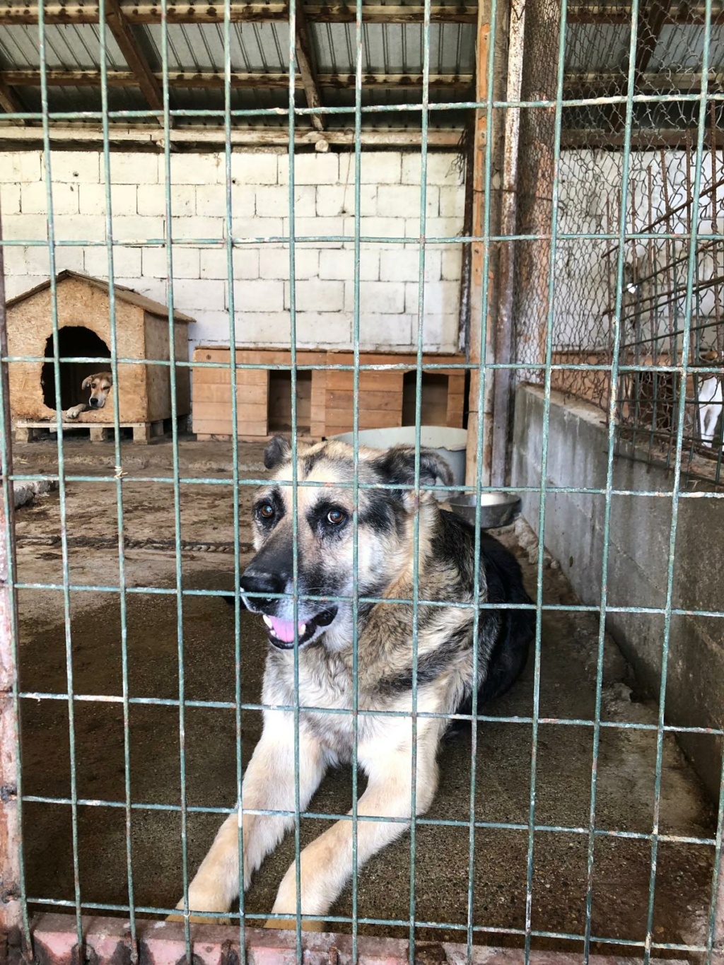 PIPOU, 2727, GRANDE TAILLE (PIATRA/FOURRIERE - box 4) urgence euthanasie Img_0021