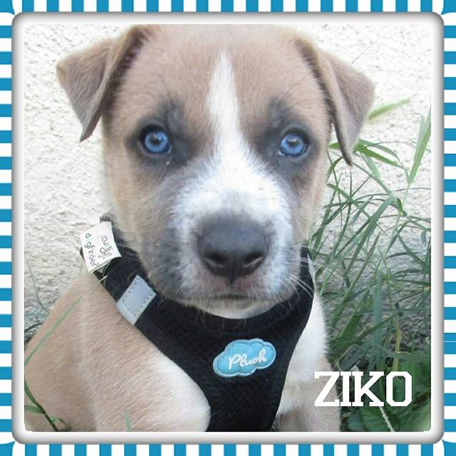 (Réservé !) Ziko, mâle croisé berger/husky, disponible le 20 août 13872410