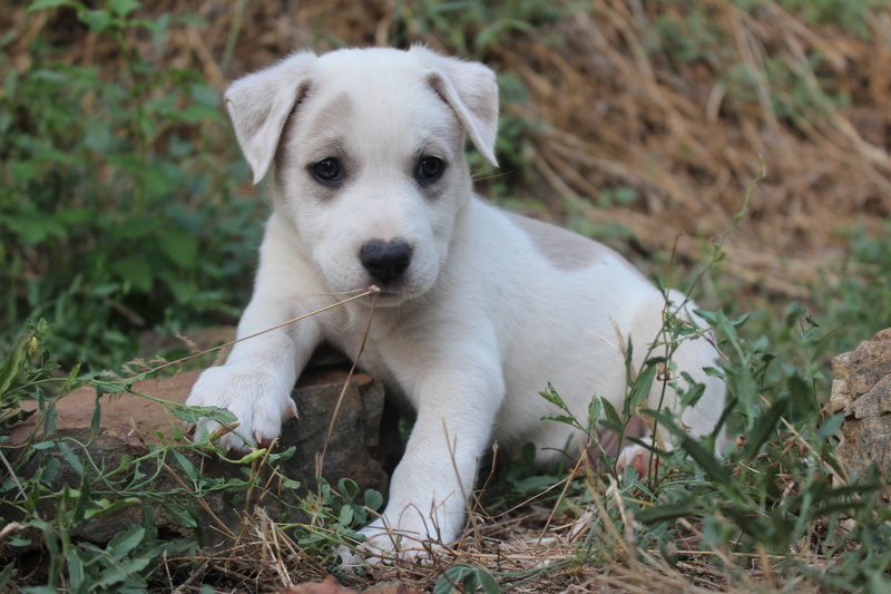 (Réservée !) Toundra, femelle croisée Berger/Husky, disponible le 20 août Img_0412