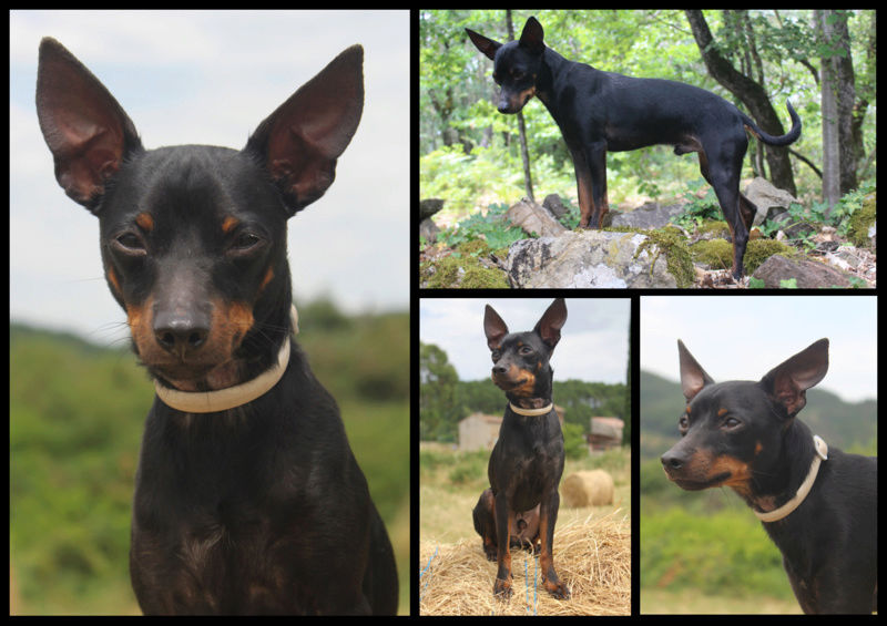 Rambo, mâle type Pinscher nain, 13 mois Rambo10