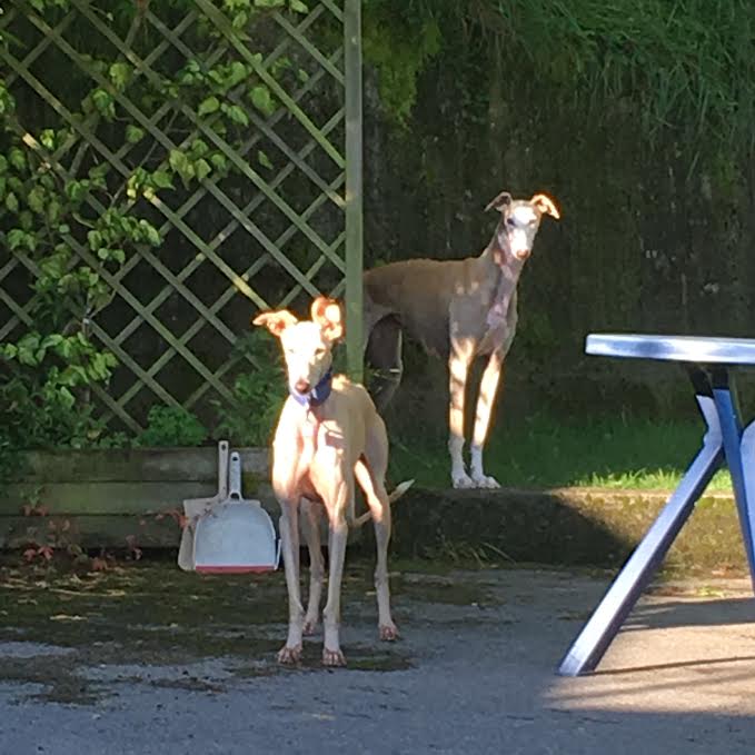 LUCY - galga 2 ans - Association Levriers en Detresse ( en fa en Suisse) Lucy310