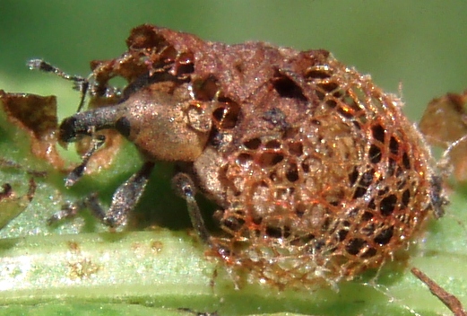 Drôles de "cocons" Hypera10