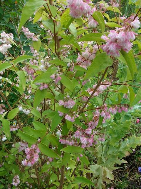 Deutzia........et si nous en parlions !!!! - Page 4 Deutzi10