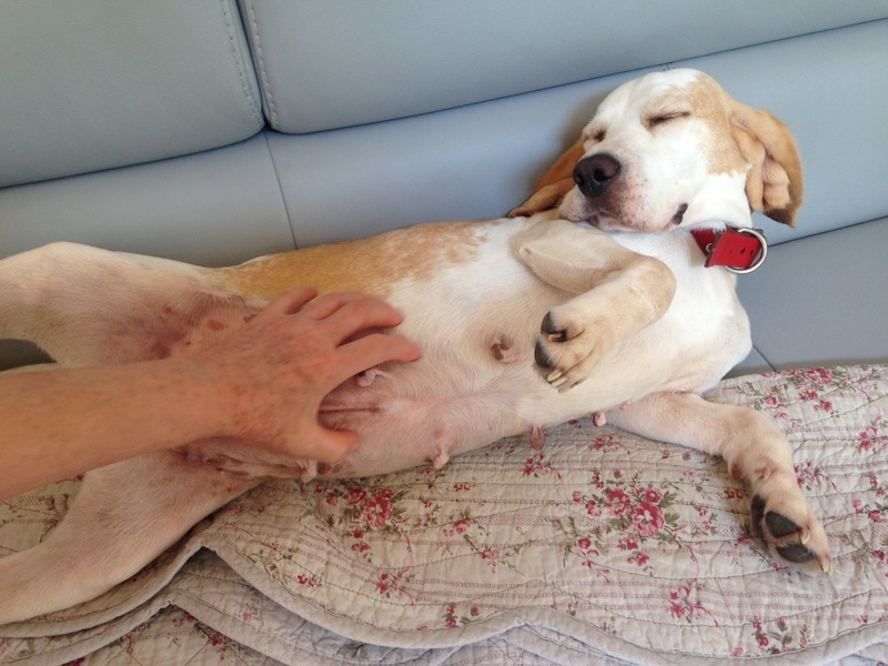 DOUNIA, beagle, 5 ans- F Img_5714