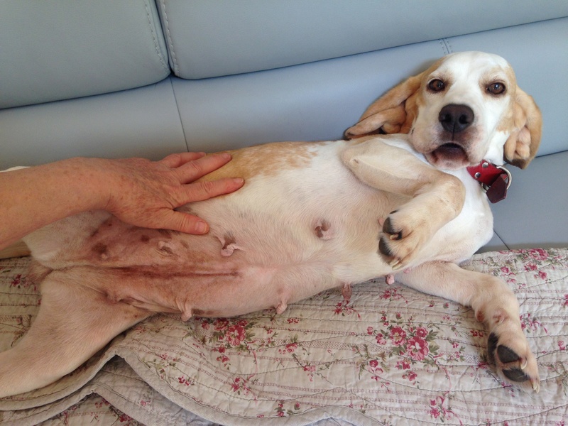 DOUNIA, beagle, 5 ans- F Img_5716