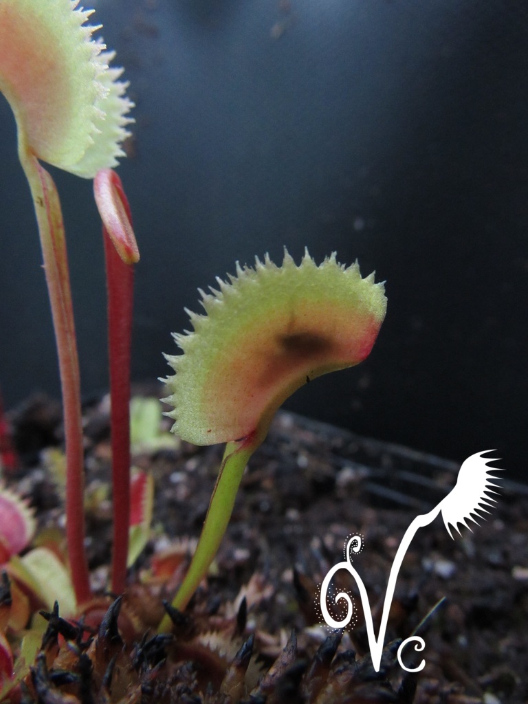 Dionaea Carnivoria 024_210