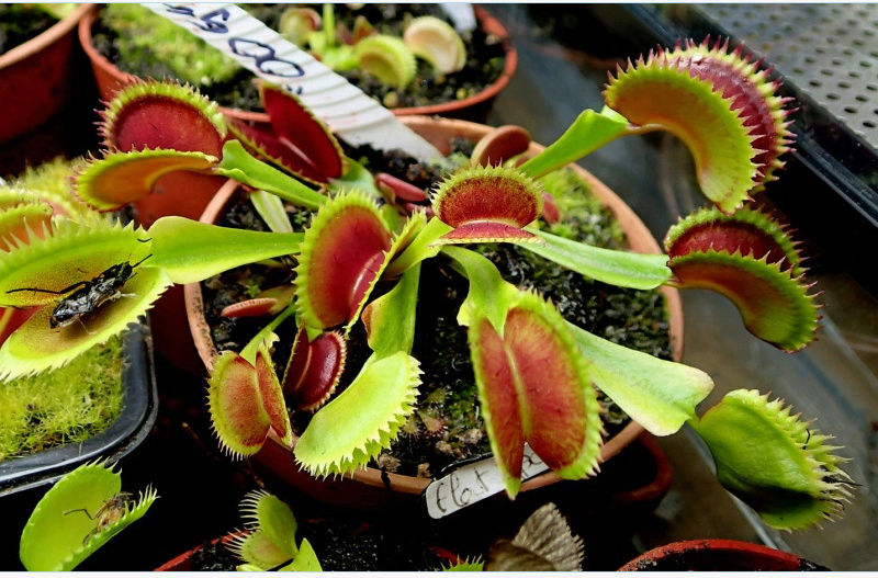 Dionaea Carnivoria Captur10