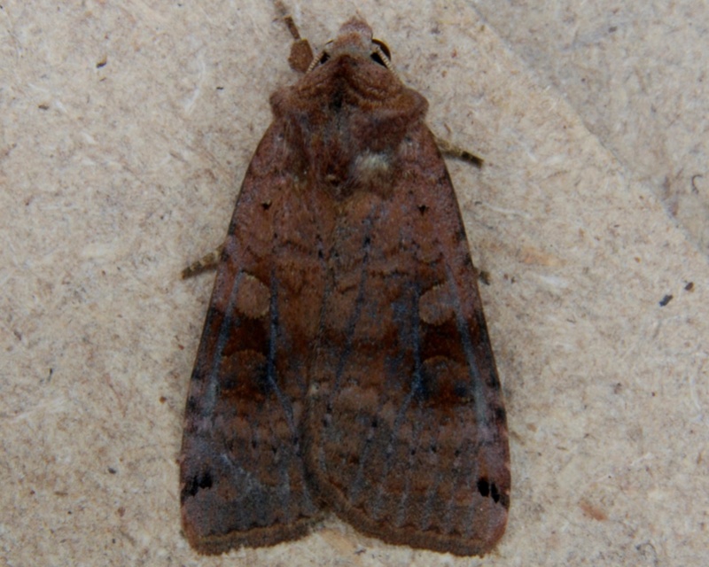 Tressé le 05 08 2016 [Macaria liturata,Xestia baja,Eulithis testata,Watsonalla cultraria,Furcula sp.] Baja_10