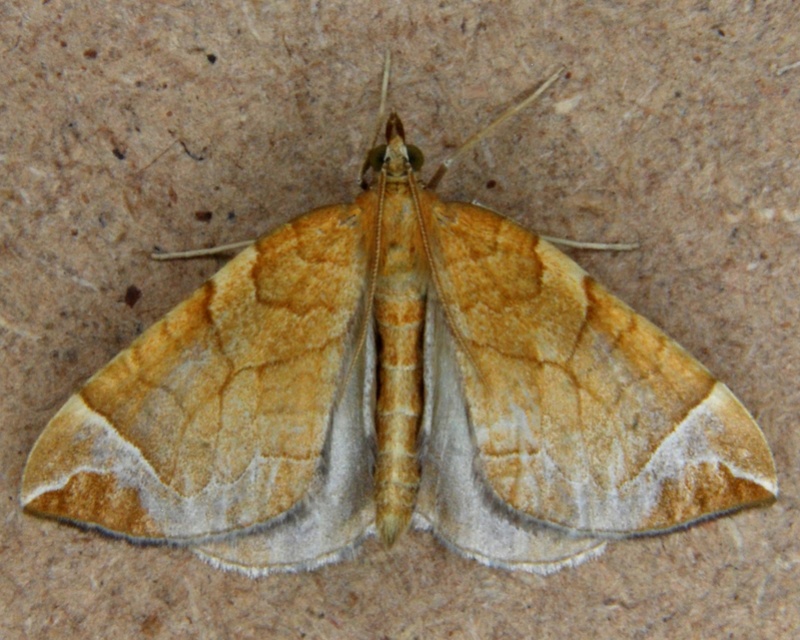 Tressé le 05 08 2016 [Macaria liturata,Xestia baja,Eulithis testata,Watsonalla cultraria,Furcula sp.] Cydar10