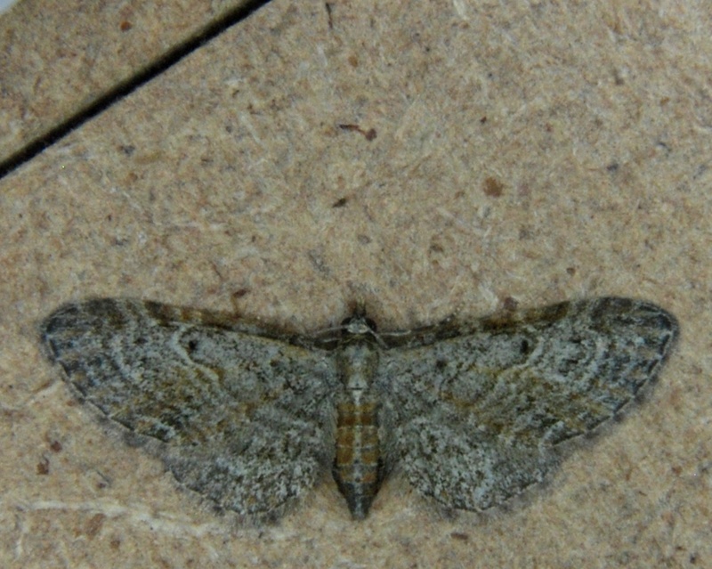Eupithecia tenuiata Eup10