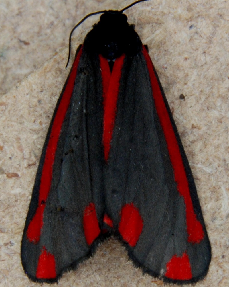 Zygaena sp. [Tyria jacobaeae] Zy10