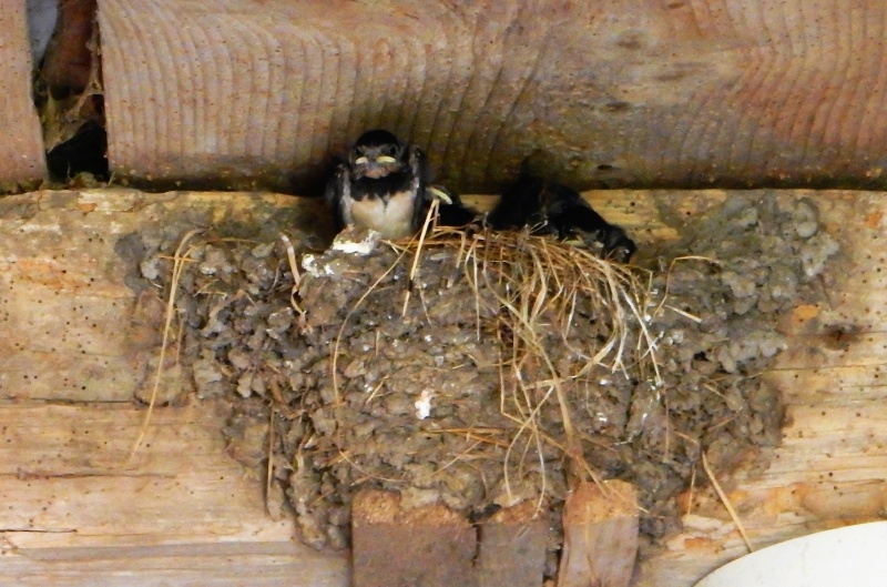 Des locataires saisonniers : hirondelle rustique/ H. rustica Dscn5612