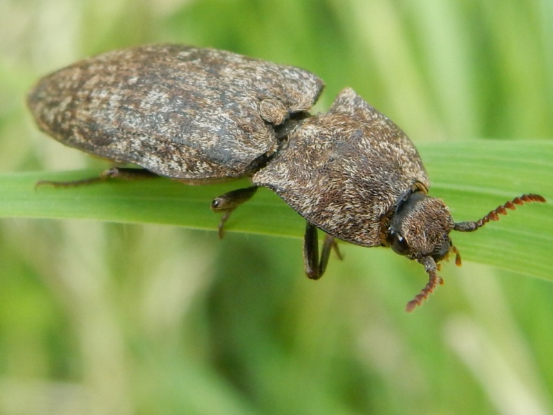 Agrypnus murinus Linné 1758 Taupin Rscn5210