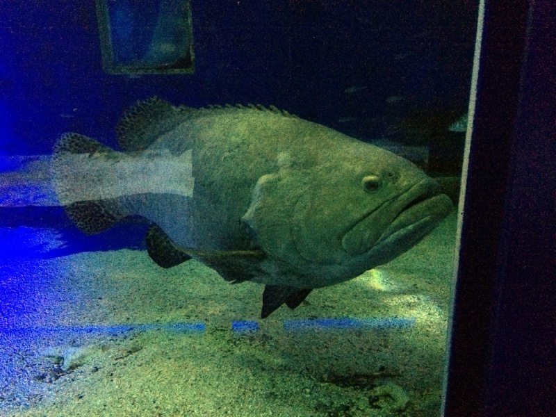 Sortie en famille aquarium Seaquarium Le Grau Du Roi Img_2130